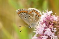 Aricia agestis