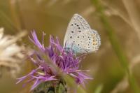 Polyommatus icarus