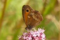 Pyronia tithonus