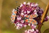 Zygaena carniolica
