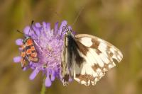 Melanargia galathea