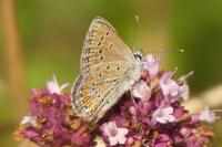 Polyommatus thersites