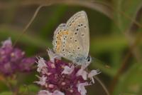 Polyommatus thersites