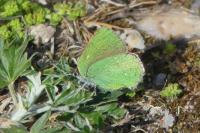 Callophrys rubi