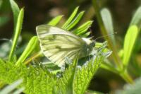 Pieris napi