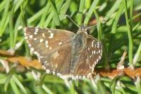 Pyrgus alveus/armoricanus