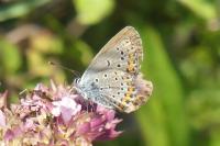 Plebejus argyrognomon