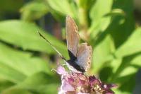 Plebejus argyrognomon