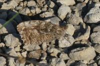 Hipparchia semele
