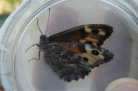 Hipparchia semele
