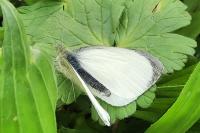 Pieris brassicae