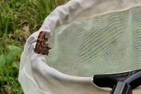 Polygonia c-album