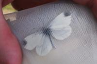 Leptidea sinapis/juvernica