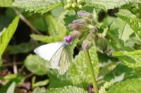 Pieris napi