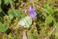 Gonepteryx rhamni