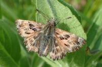 Carcharodus alceae alceae