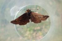 Erynnis tages