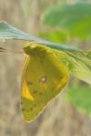 Colias crocea
