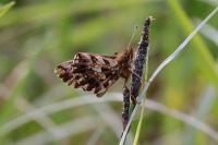 Boloria dia