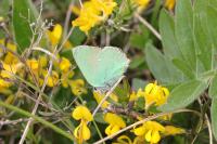 Callophrys rubi