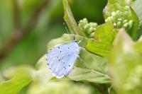 Celastrina argiolus
