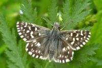 Pyrgus malvae