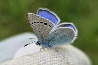 Glaucopsyche alexis