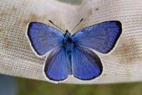 Glaucopsyche alexis