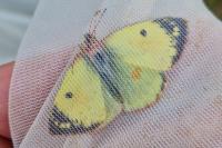 Colias hyale/alfacariensis