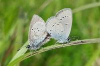 Cupido minimus