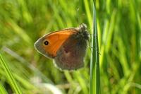Coenonympha pamphilus