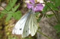 Pieris napi