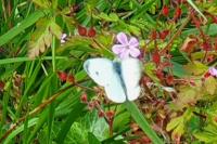 Pieris rapae