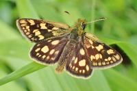 Carterocephalus palaemon