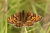 Melitaea phoebe