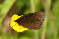 Erebia medusa