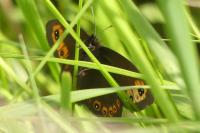 Erebia medusa