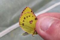 Colias hyale/alfacariensis