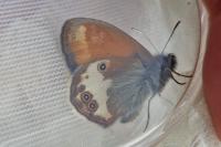 Coenonympha arcania