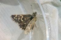 Pyrgus malvae