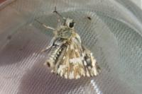 Pyrgus malvae
