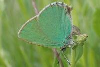 Callophrys rubi