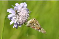 Vanessa cardui