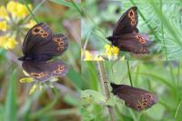 Erebia medusa