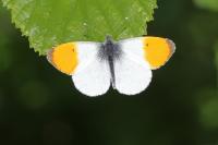 Anthocharis cardamines