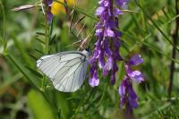 Aporia crataegi