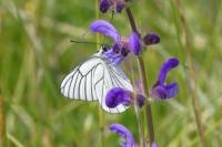 Aporia crataegi