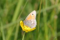 Coenonympha pamphilus