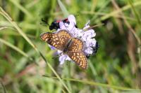 Euphydryas aurinia aurinia