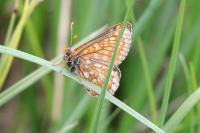 Euphydryas aurinia aurinia